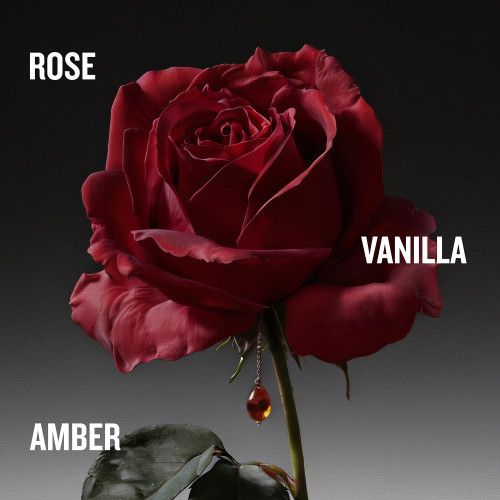 THE COVETED DUCHESS ROSE INTENSE
